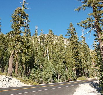 Abies magnifica 5 form