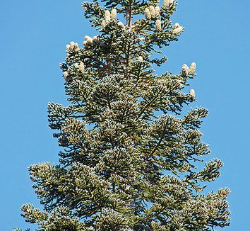 Abies magnifica 4 cones