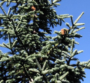 Abies magnifica 1