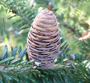 Abies nephrolepis 3 cones