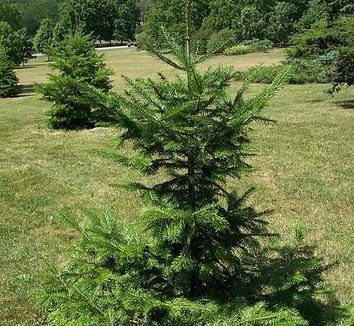 Abies nephrolepis 1 young plant
