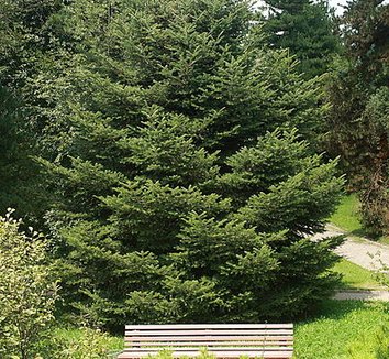 Abies holophylla 1 form