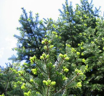 Abies holophylla 4