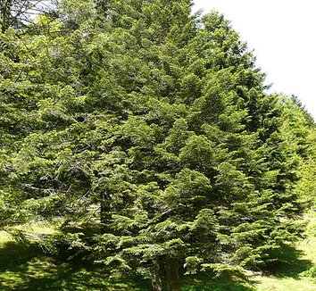 Abies nebrodensis 6 form