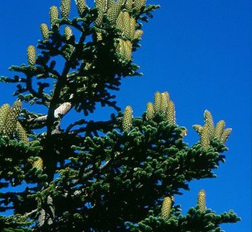 Abies nebrodensis 5 cones