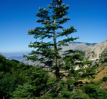 Abies nebrodensis 4 form