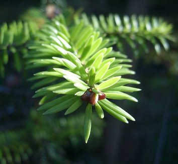 Abies recurvata 1