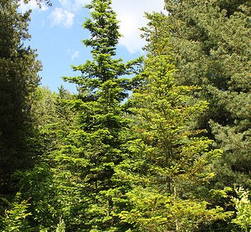 Abies sachalinensis 1 form