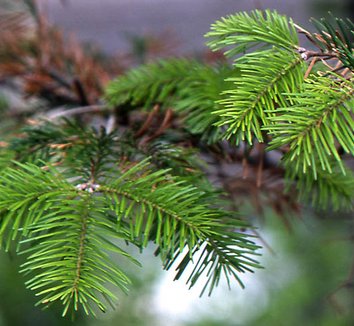 Abies sachalinensis 3