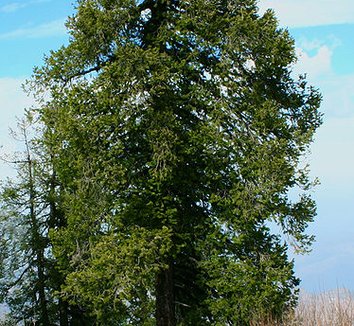 Abies pindrow 3 form