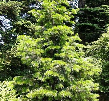 Abies pindrow 1 young plant