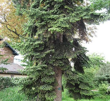 Abies numidica 1