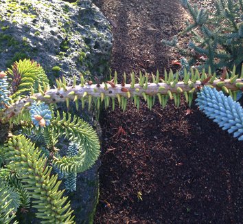 Abies numidica 5