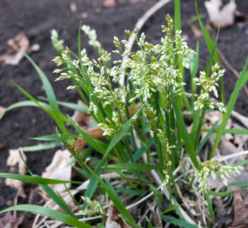 Hierochloe odorata 1 flower