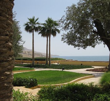 Washingtonia robusta 18 form, landscape