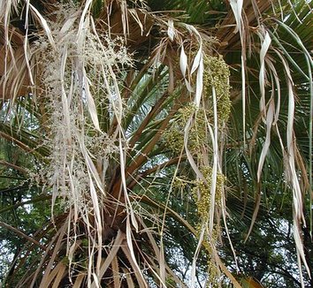 Washingtonia robusta 17 flower
