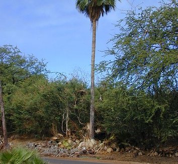 Washingtonia robusta 16 form