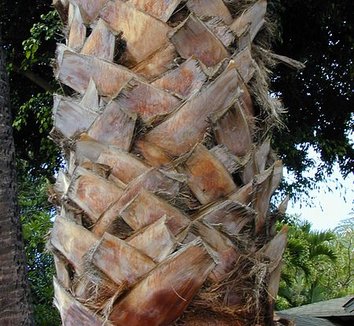 Washingtonia robusta 15 trunk