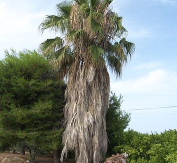 Washingtonia robusta 14 form