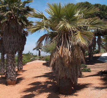 Washingtonia robusta 12 form, landscape
