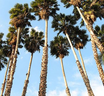 Washingtonia robusta 6 form