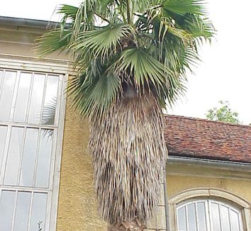 Washingtonia robusta 7 form