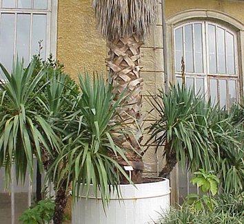 Washingtonia robusta 8 trunk
