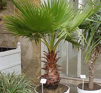 Washingtonia robusta 10