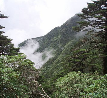 Abies delavayi 1 habit