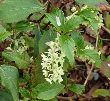 Ribes laurifolium 1 flower