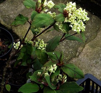 Ribes laurifolium 6 flower