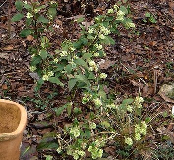 Ribes laurifolium 7 flower