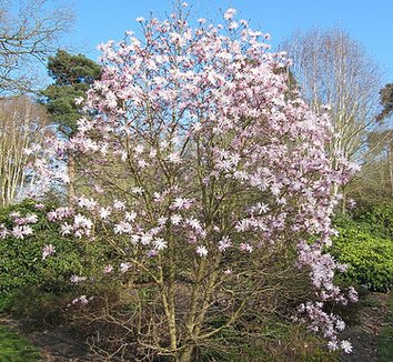 Magnolia stellata 'Jane Platt' 5 flower, form