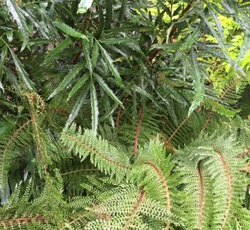 Mahonia fortunei 'Dan Hinkley' 5