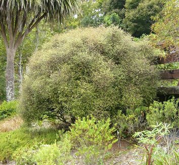 Muehlenbeckia astonii 1 form