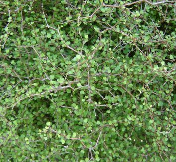 Muehlenbeckia astonii 2 stem