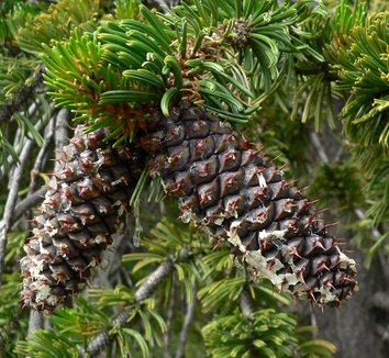Pinus longaeva 7