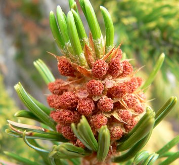 Pinus longaeva 6