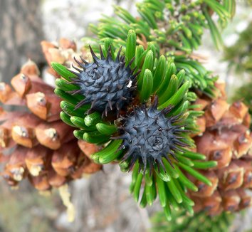 Pinus longaeva 1