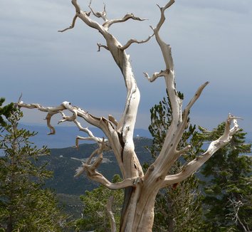Pinus longaeva 5 form
