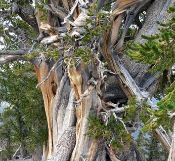 Pinus longaeva 4 form