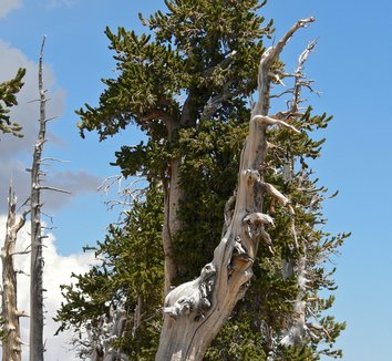 Pinus longaeva 3 form
