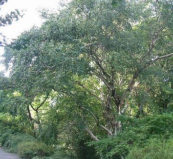 Betula albosinensis 'Septentrionalis' 3