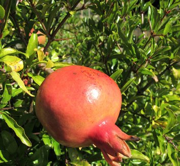 Punica granatum 6