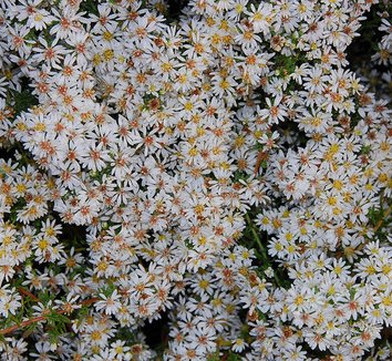 Aster ‘Bridal Veil’ | Symphyotrichum ‘Bridal Veil’ | Bridal Veil Aster