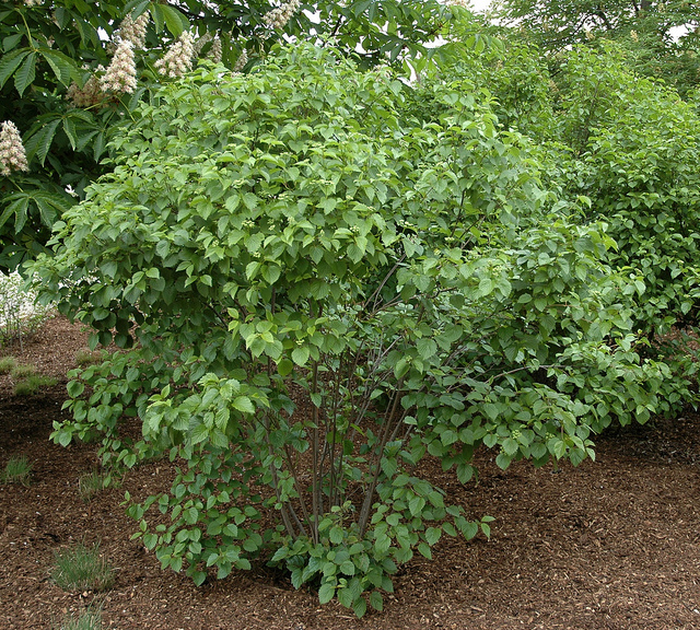 Photo 25910 Viburnum dentatum 'Autumn Jazz'® plant lust