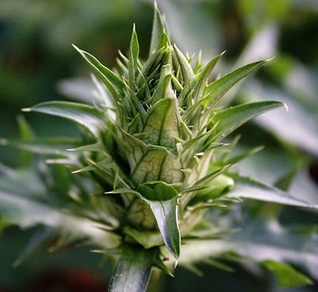 Acanthus hungaricus 7