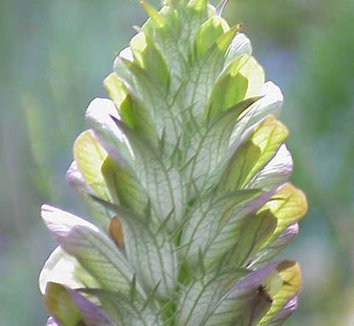 Acanthus hungaricus 6 flower