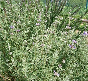 Salvia clevelandii 1 form
