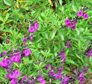 Salvia muelleri 1 flower